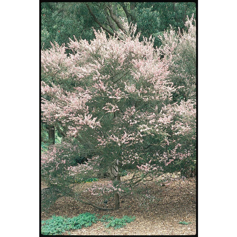 1Quart Multicolor Tea Tree Flowering Shrub in Pot (L14380) at