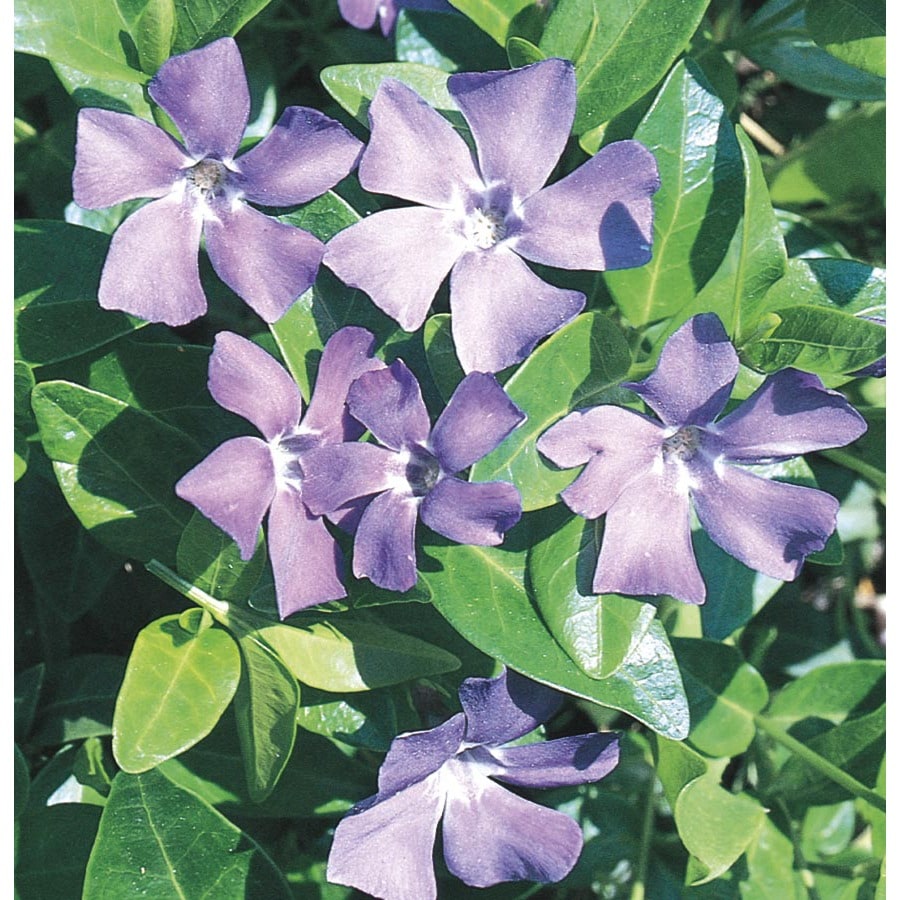 Periwinkle Perennials at