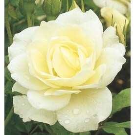 Roses At Lowes 1 Gallon Iceberg Rose L3699