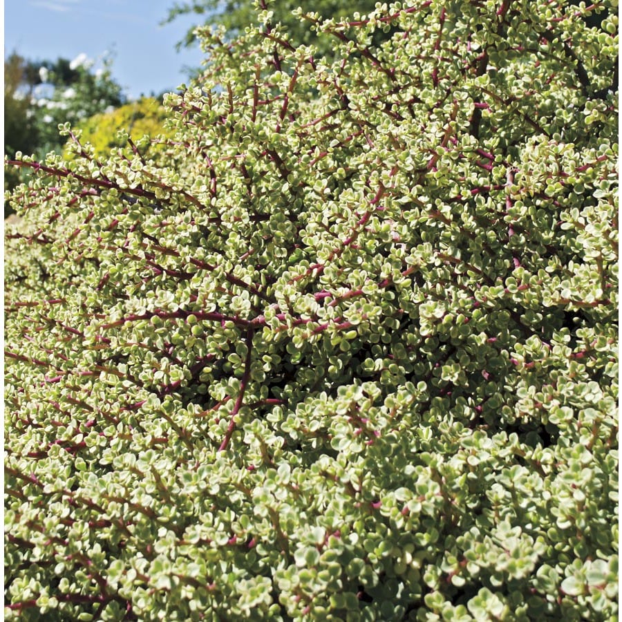 Shop Variegated Elephant Bush (LW04213) at Lowes.com