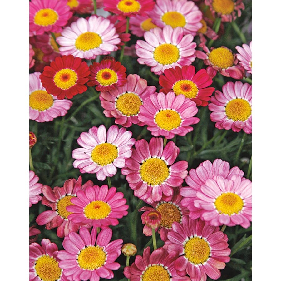 Shop 2.5Gallon Multicolor Marguerite Daisy in Pot (LW00222) at