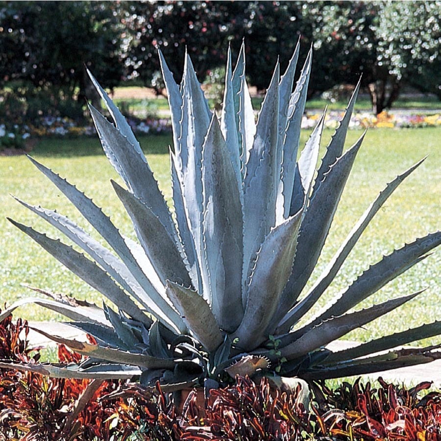 Agave Americana in (L14870) at Lowes.com