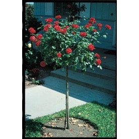 Tree Rose Roses At Lowes Mixed Orted Tree Roses Lw01114