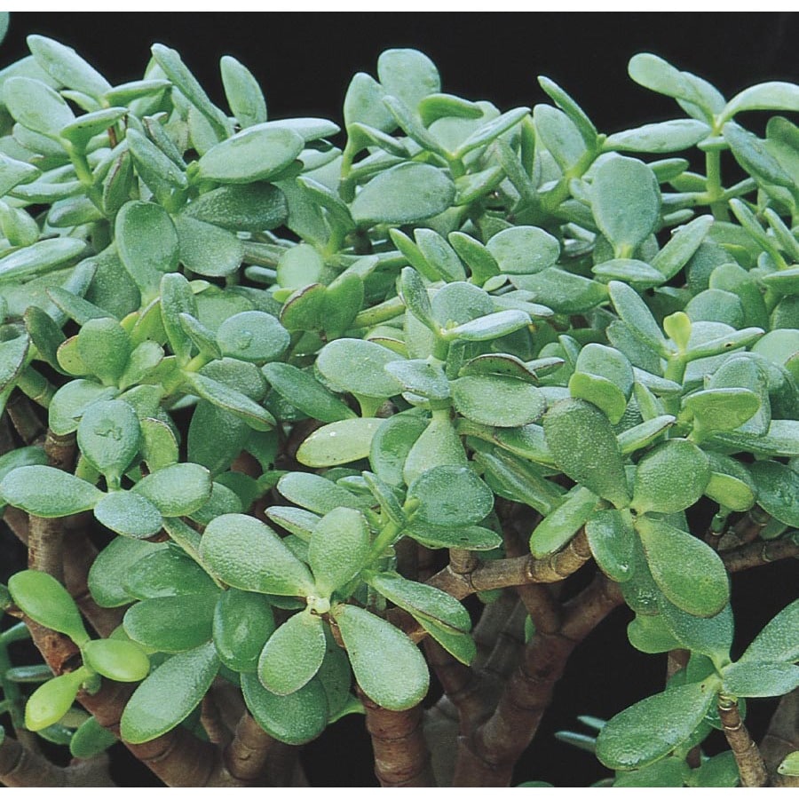 Pink Jade Plant Feature Shrub in Pot (With Soil) (LW03223