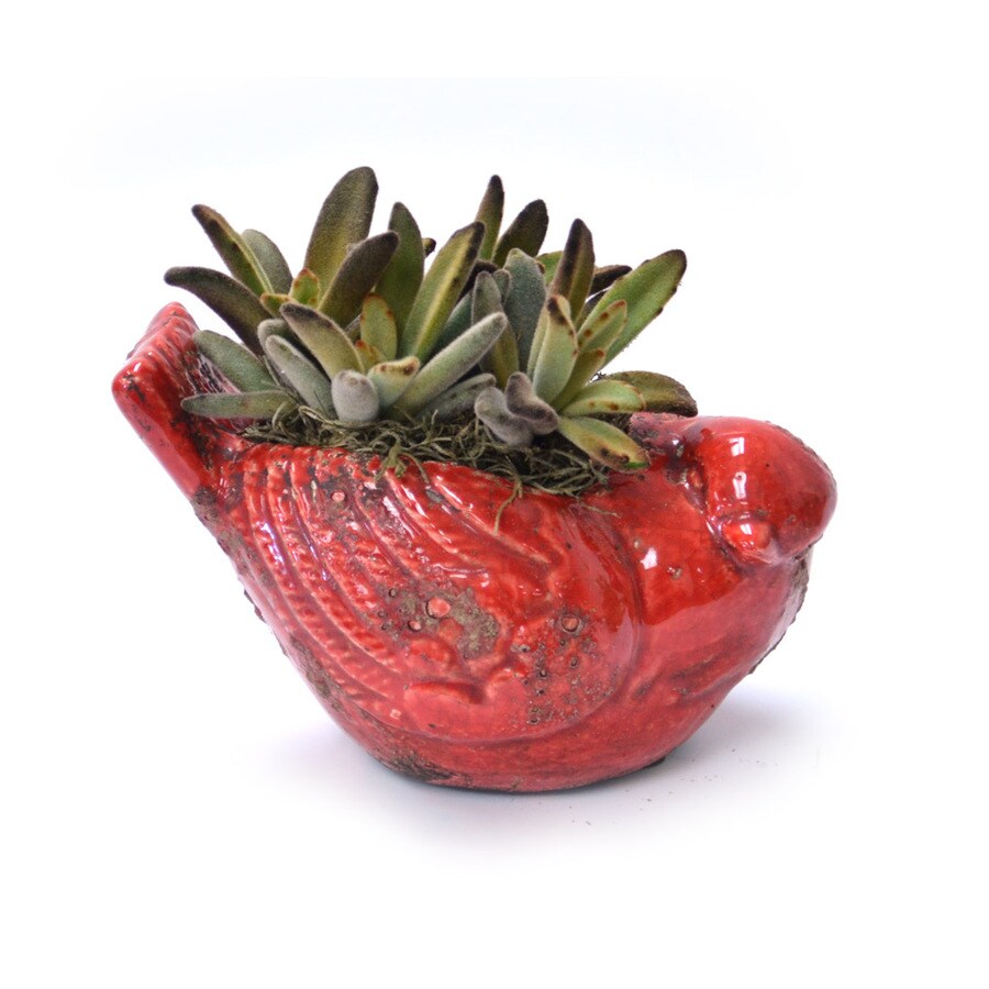 1.6Pint Mixed Cacti (AL001) at