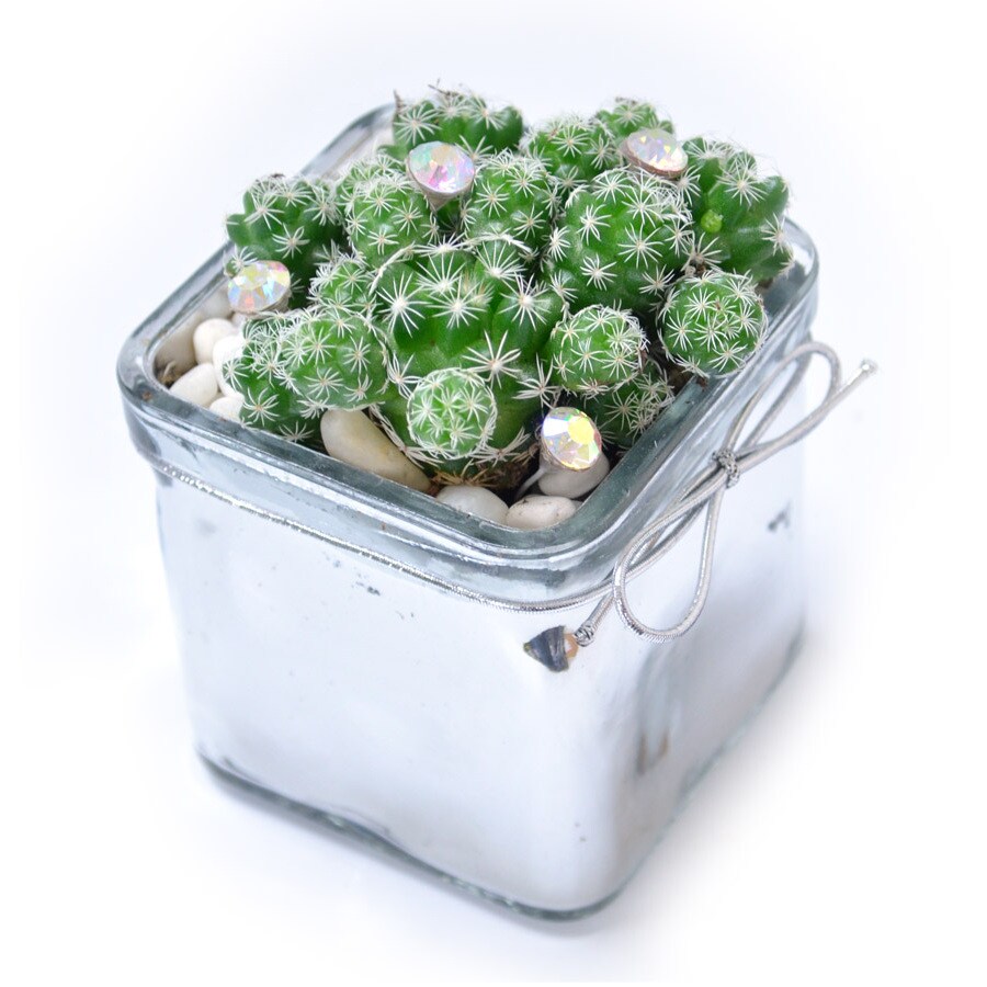 8oz Mixed Cacti (AL001) at