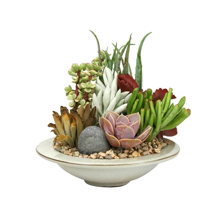 Mixed (Al001) in the Succulents department at