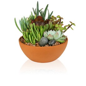 Succulents at Lowes.com