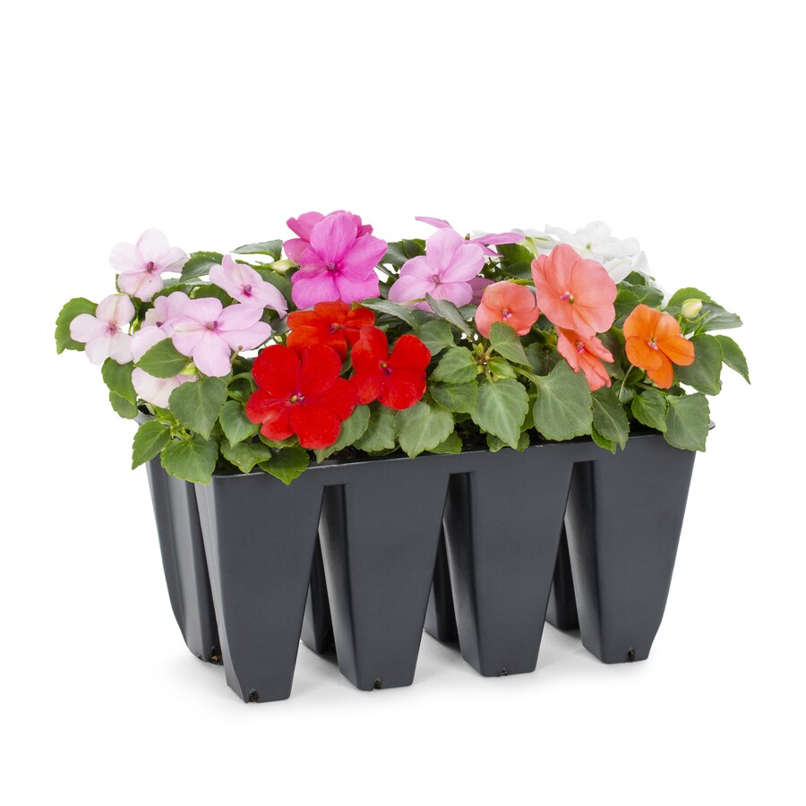 8-Pack Multicolor Impatiens in Tray in the Annuals department at Lowes.com