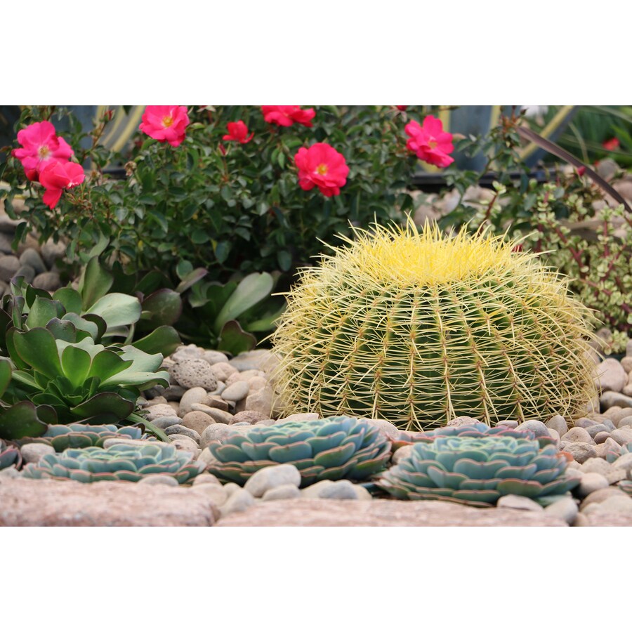 2.5-Quart Orange Golden Barrel Cactus Accent Shrub in Pot ...