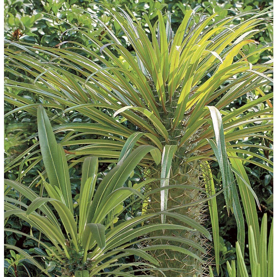 Pachypodium Sp in (L25326) at Lowes.com