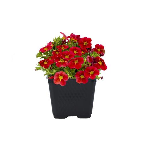 1Pint Multicolor Calibrachoa in Pot in the Annuals department at