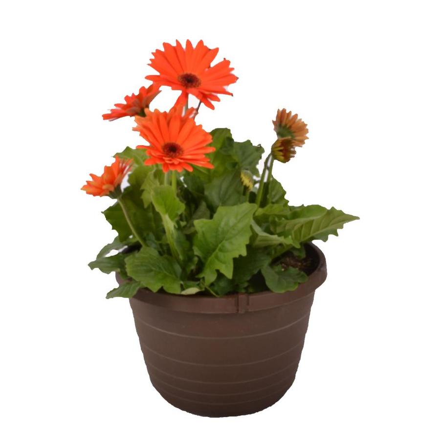 1.75-Gallon Multicolor Gerbera Daisy in Planter (L25056) at Lowes.com