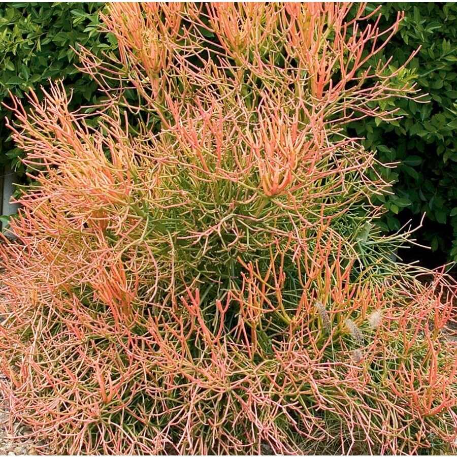 2.5Gallon Euphorbia tirucalli rosea (L22197) at
