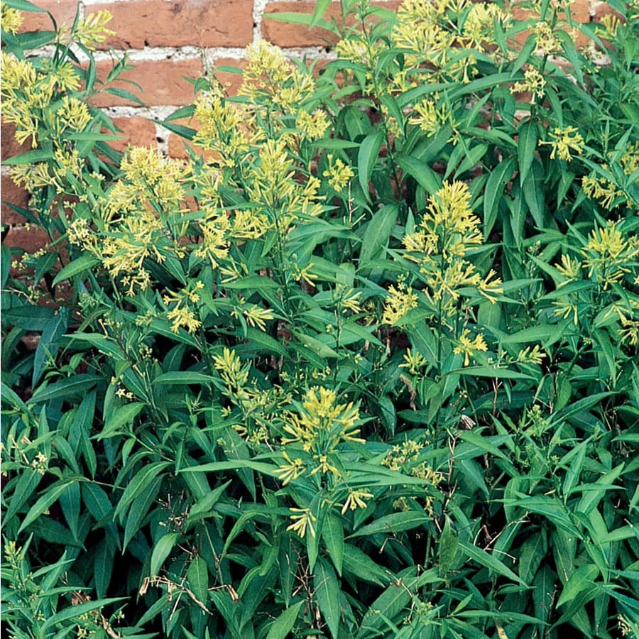 Orange Orange Peel Cestrum Accent Shrub in Pot (With Soil) (Lw00964) at