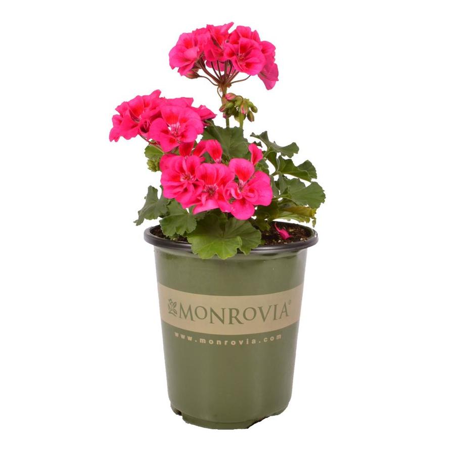 1-Pint Multicolor Geranium in Pot at Lowes.com