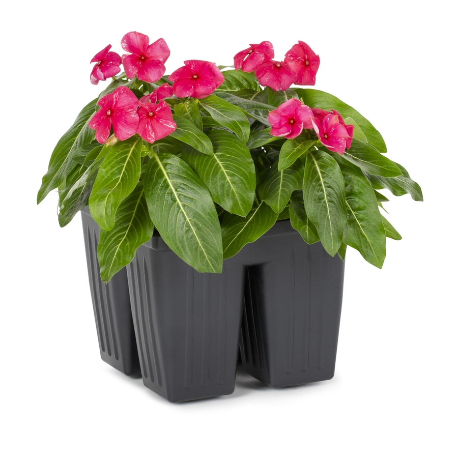 4-Pack Multicolor Vinca in Tray (L3286) in the Annuals department at ...