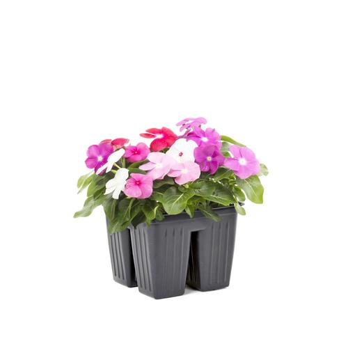 4-Pack Multicolor Vinca in Tray (L3286) in the Annuals department at ...