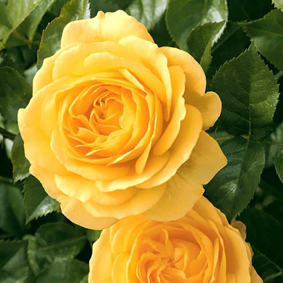 Yellow Rose Flowering Shrub in Pot (With Soil) at Lowes.com