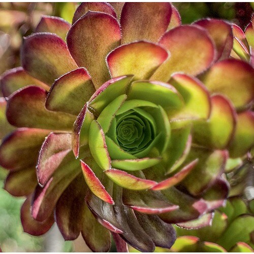 Aeonium Spp (Lb21140) in the Succulents department at