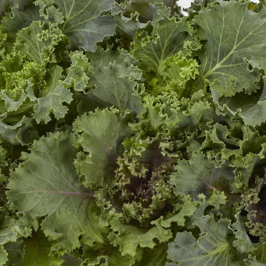 12Pack Yellow Ornamental Kale in Tray (L14885) at