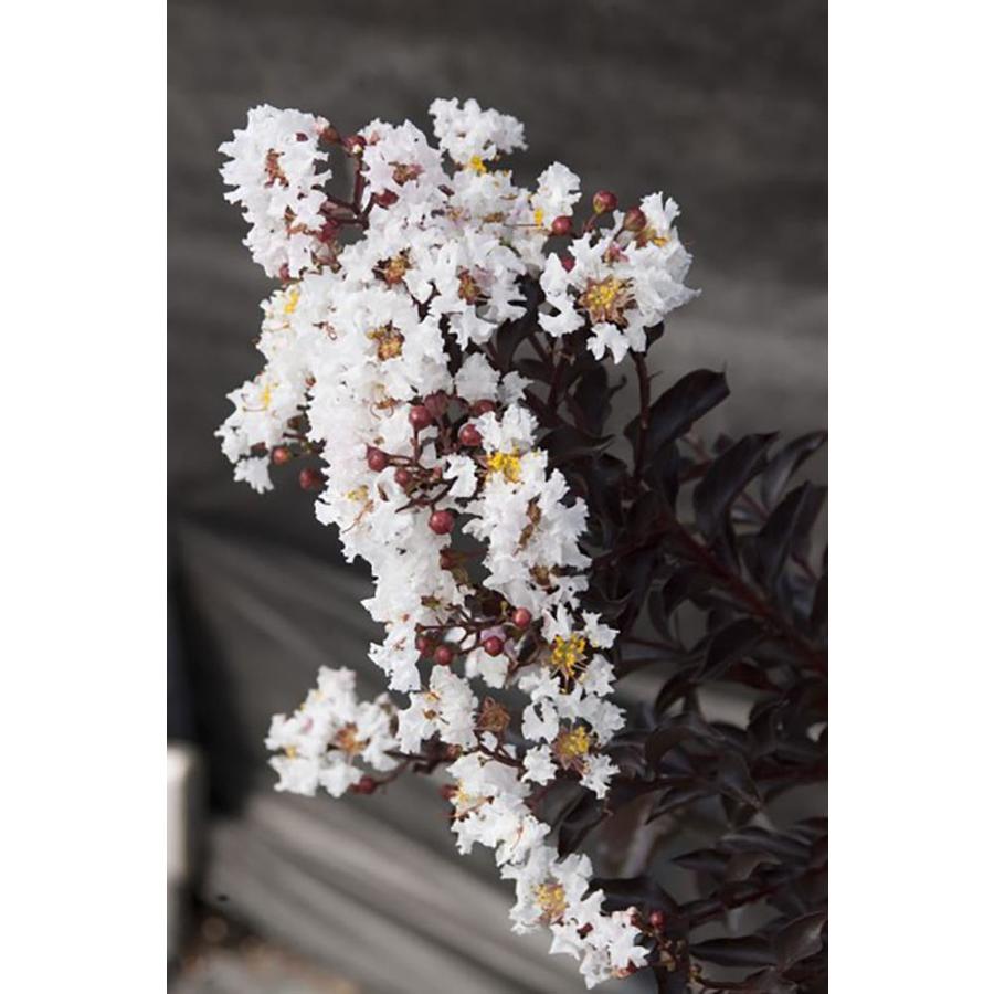 Shop 2 25 Gallon Crape Myrtle Black Diamond Flowering Tree L6644 At   092852104425 