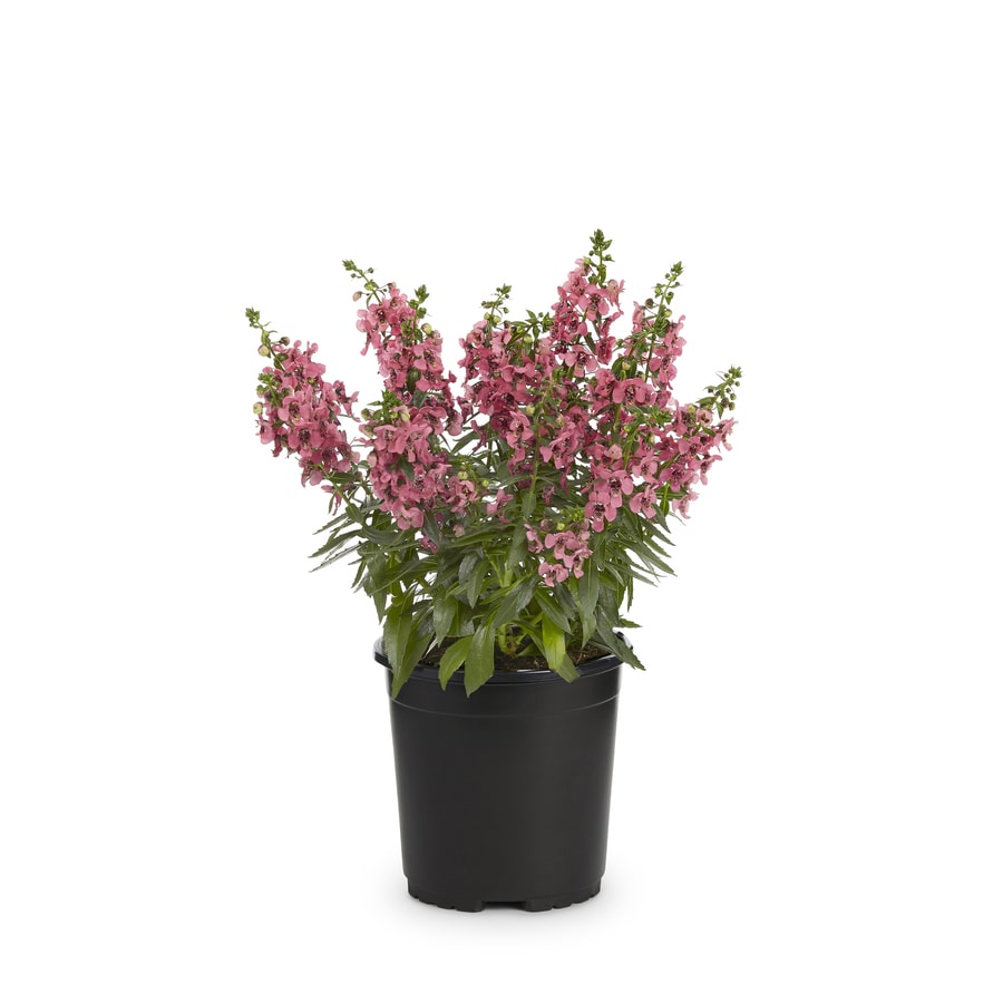 2.5-Quart Multicolor Angelonia in Pot at Lowes.com