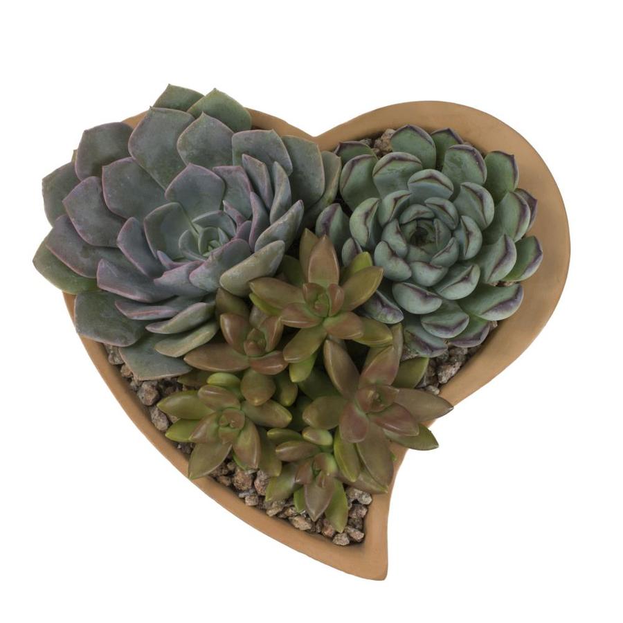 Altman Plants 2.0 Quart Succulent Planter (NA) in the
