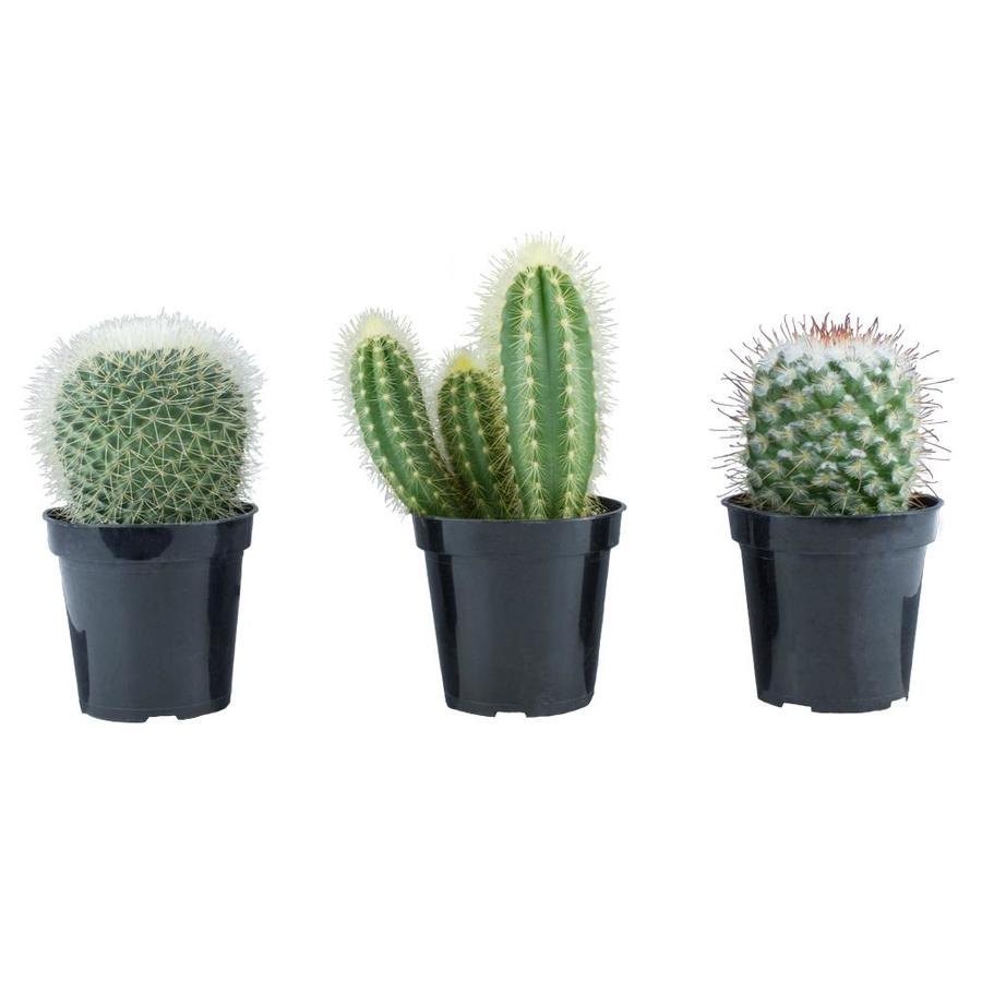 11 Oz 3 Pack Cactus In Pot 10 At Lowes Com