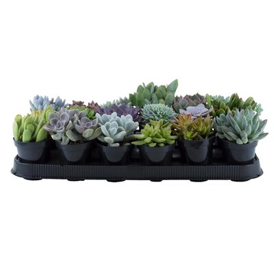 11 Oz 18 Pack Succulents In Pot 10 At Lowes Com