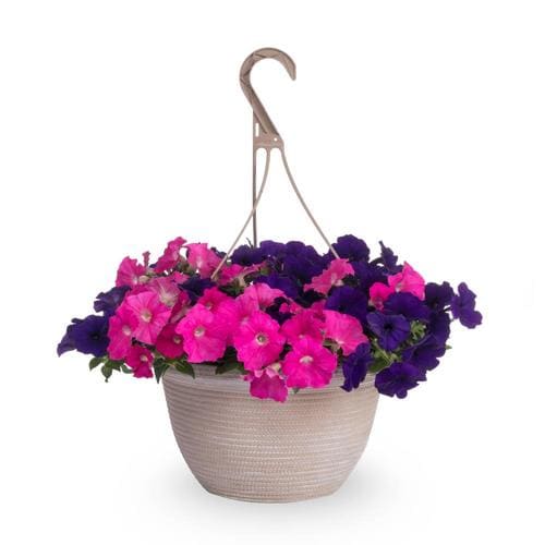 2-gallon Multicolor Mixed Annuals Combinations In Hanging Basket At 