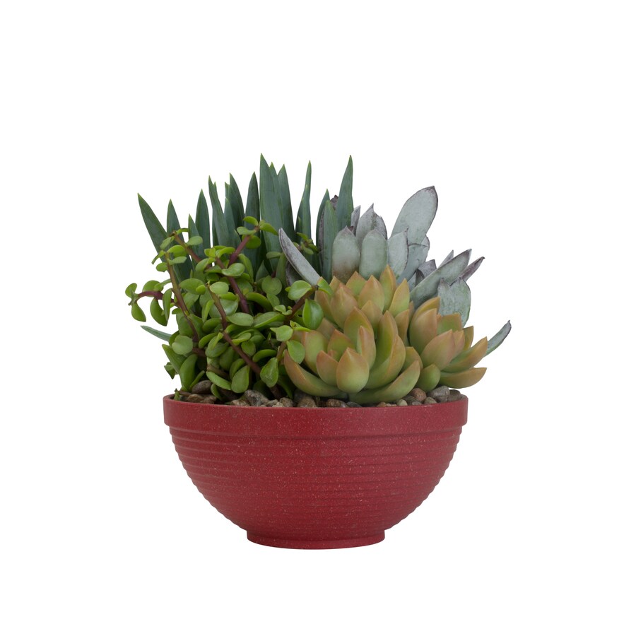 Altman Plants 1Pint Succulents in Planter in the