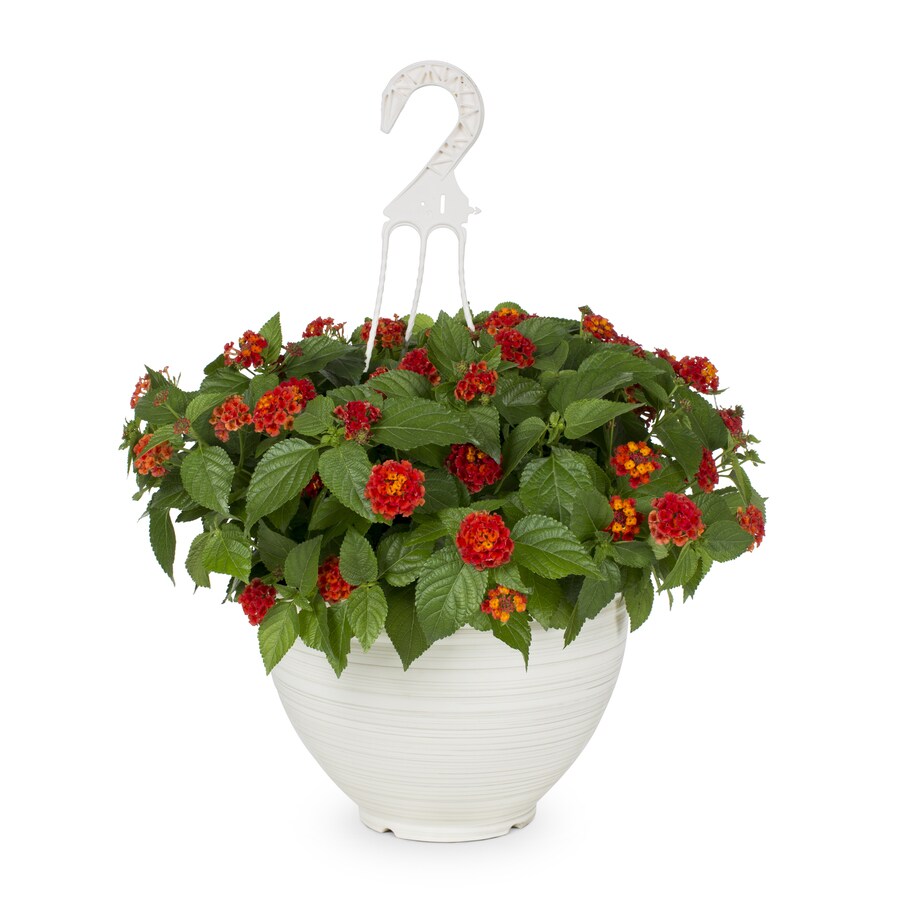 2.5Gallon Multicolor Lantana in Hanging Basket (L6708) in the Annuals