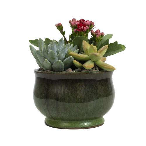Altman Plants 1.2Pint Succulent in Ceramic Planter at