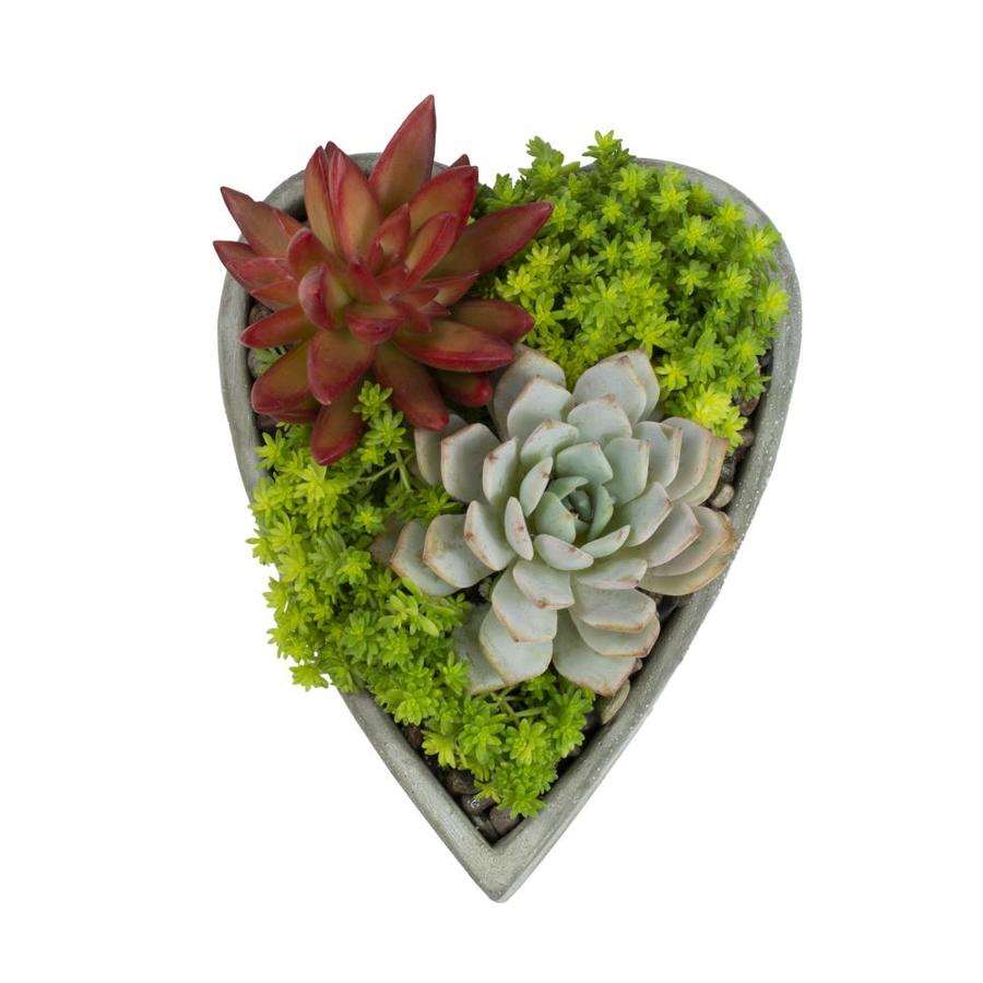 Altman Plants 10 oz Succulents Planter (NA) in the