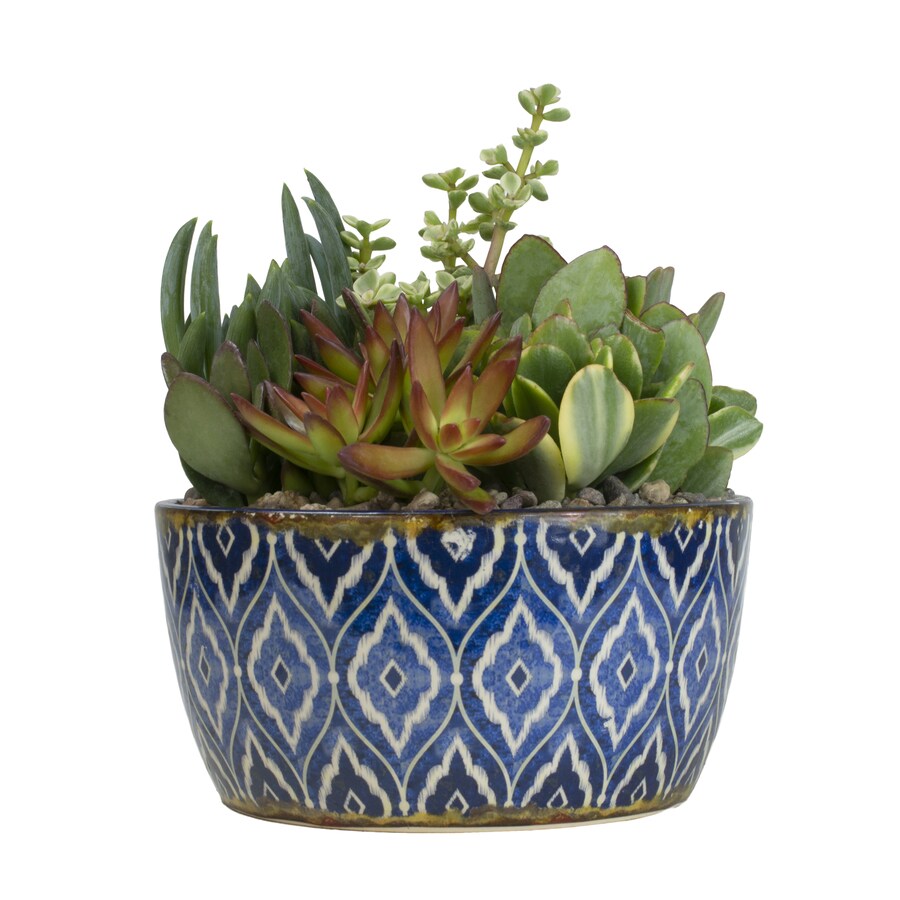 Altman Plants 1.4Quart Succulent in Planter in the