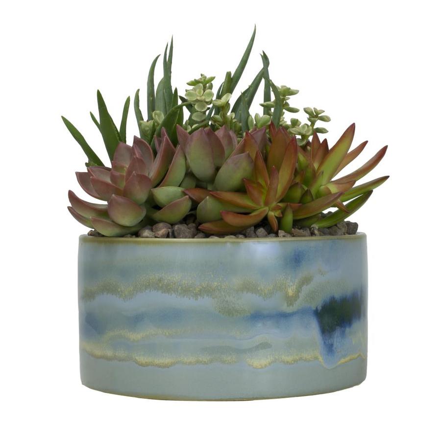 Altman Plants 1-Quart Succulent in Ceramic Planter in the House Plants ...