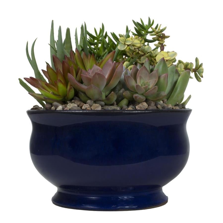 Altman Plants 1.7Quart Succulent in Ceramic Planter at