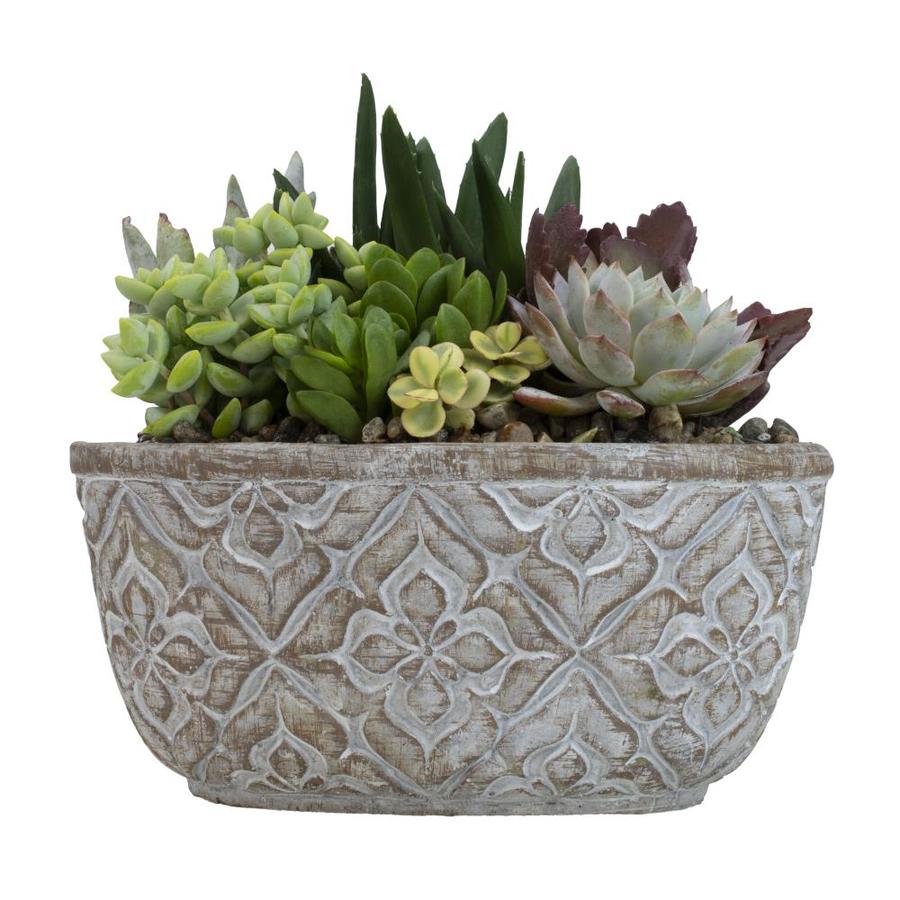 Altman Plants 1 Quart Succulent Planter (NA) in the