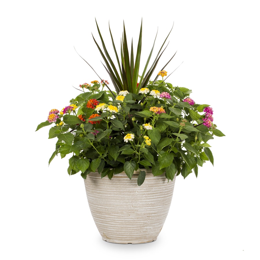 lantana planter annuals