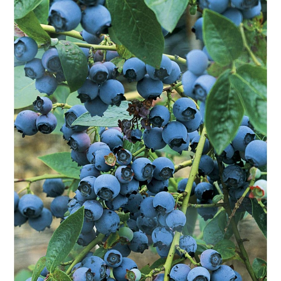 WR Vanderschoot 2Pack Blueray Blueberry (L5243) at
