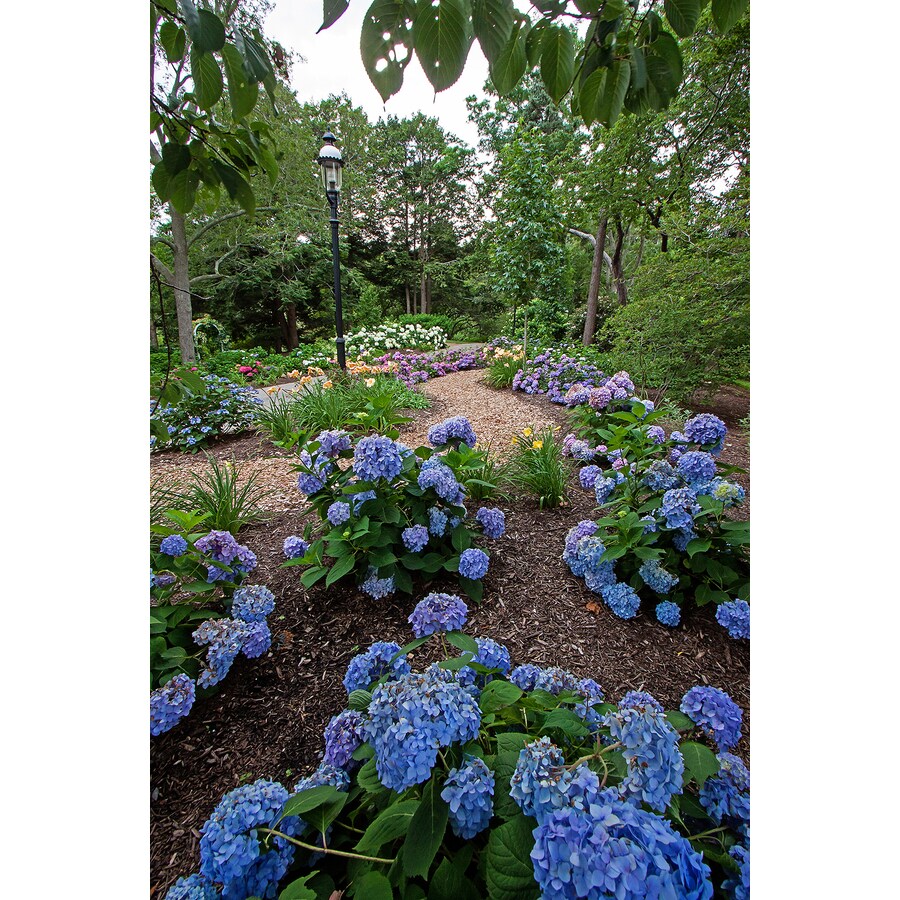 1-Gallon Pink Hydrangea Twist N Shout Flowering Shrub in Pot in the ...