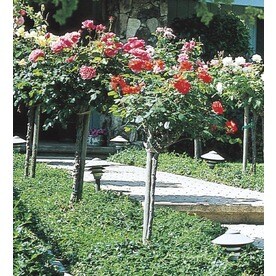 Roses At Lowes 5 Gallon Pot Tree Rose L5352