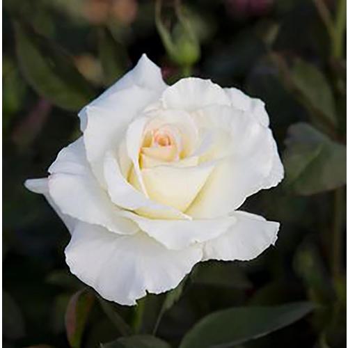 1-5-gallon-in-pot-white-white-rose-l3274-at-lowes