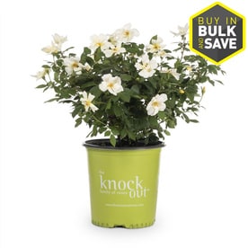 Roses At Lowes 2 Gallon Pot Knock Out Rose Sunny