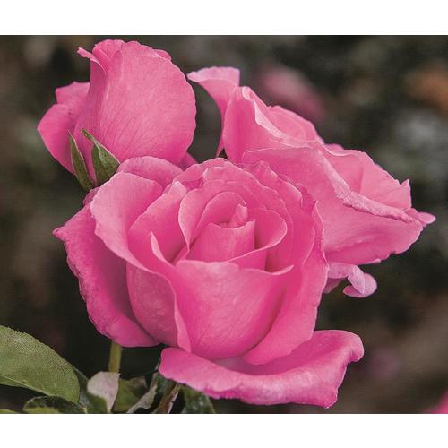 1.5Gallon in Pot Pink Pink Rose (L3272) in the Roses department at