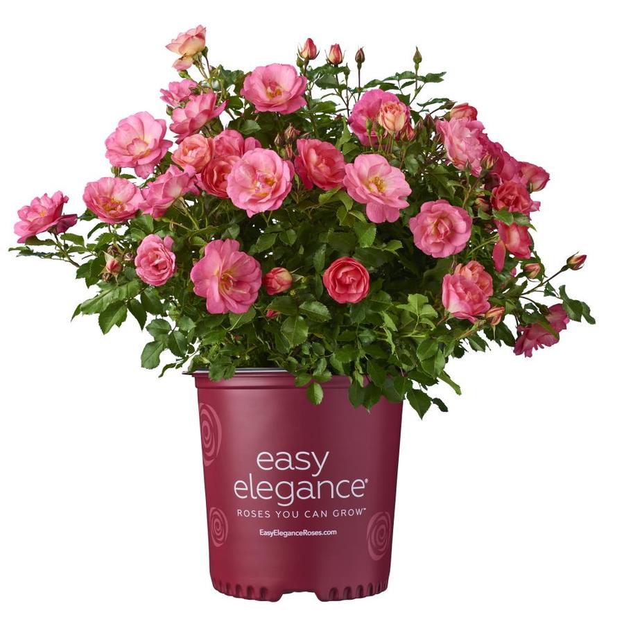 Easy Elegance 1.5-Gallon Pink Rose Accent Shrub in Pot at Lowes.com