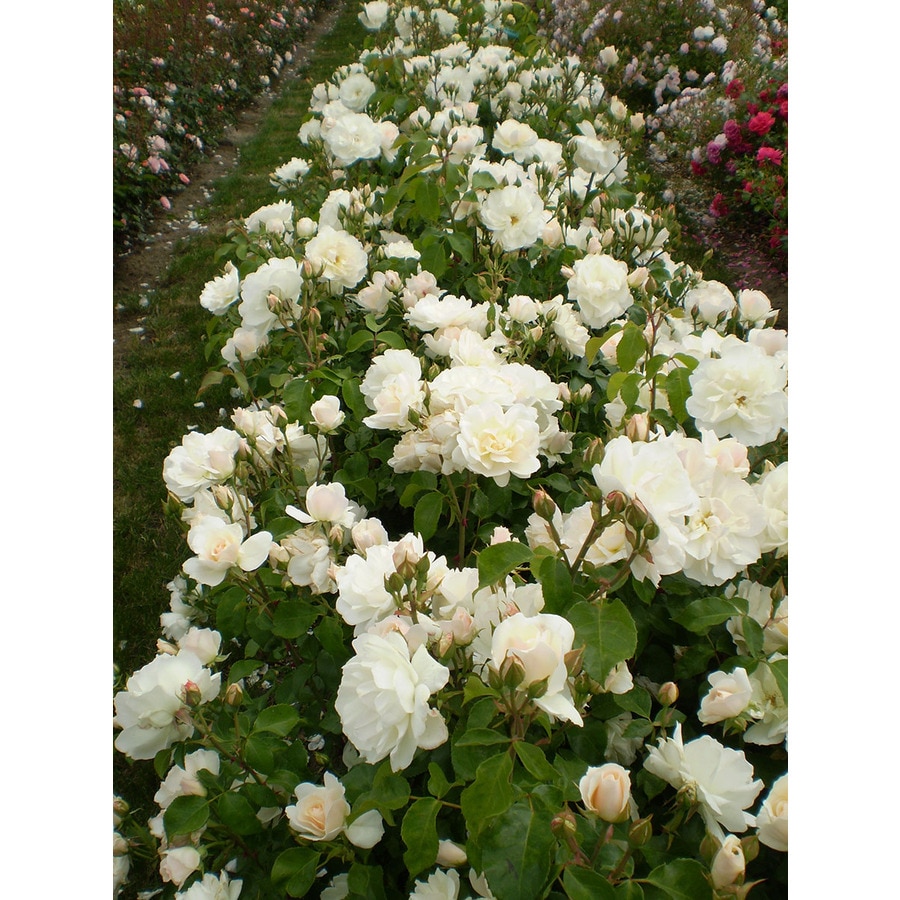 Easy Elegance White Rose Accent Shrub in Pot (With Soil) at