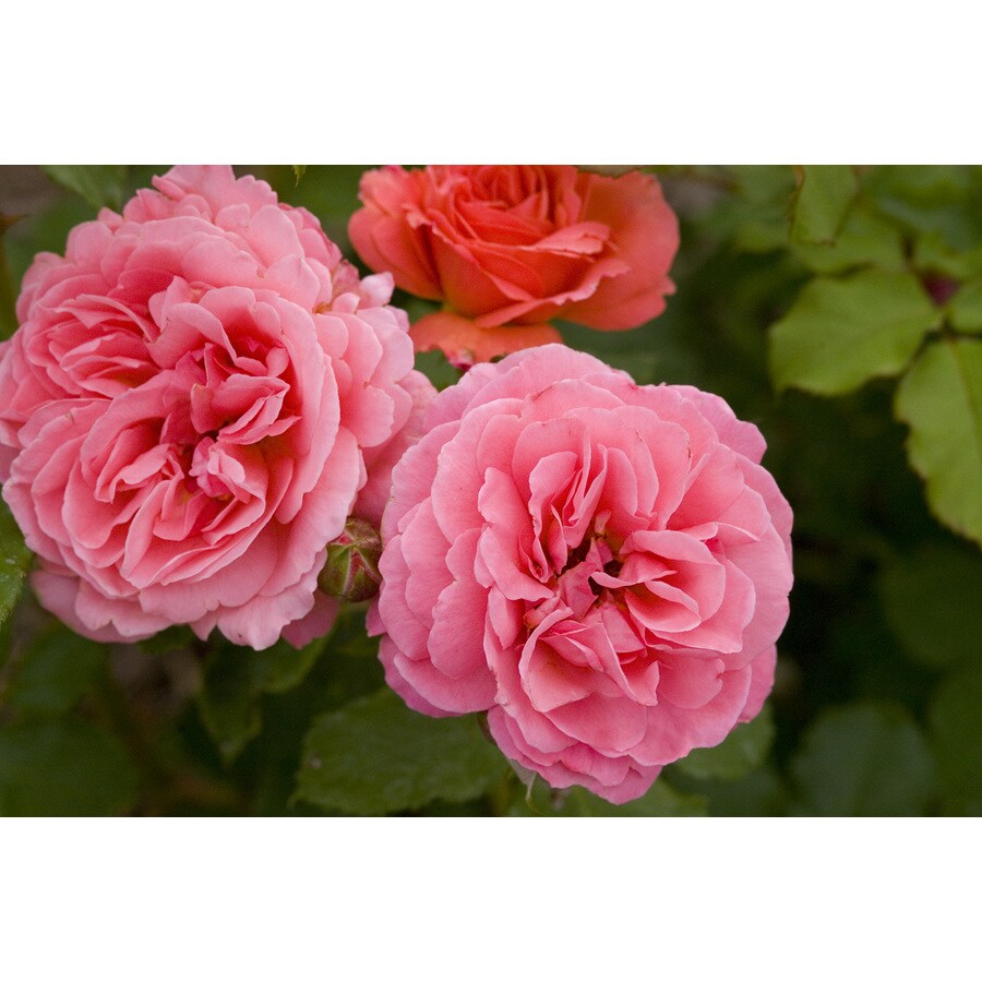 1Gallon Pink Easy Elegance Kiss Me Rose Flowering Shrub in Pot at