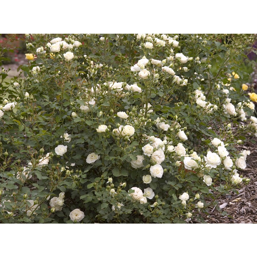 Easy Elegance 2 Gallon Snowdrift White Rose At Lowes Easy Elegance 2 Gallon Snowdrift White Rose
